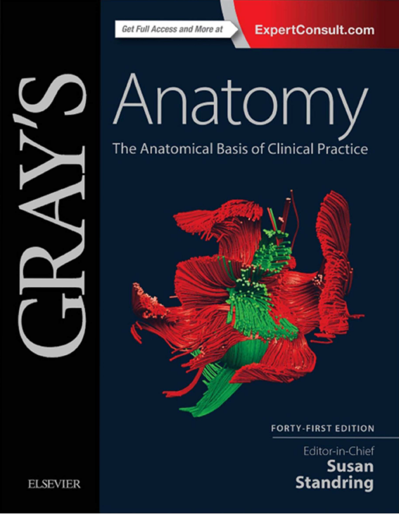 Gray's Anatomy : The Anatomical Basis of Clinical Practice