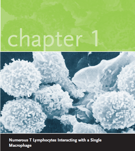 Numerous T Lymphocytes Interacting with a Single Macrophage chapter 1